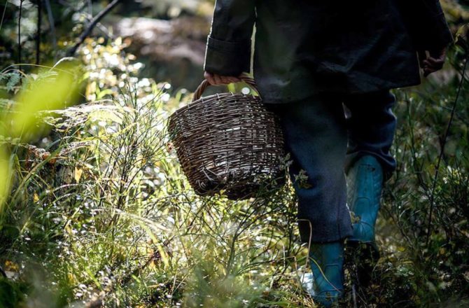 Соликамские полицейские и спасатели помогли заблудившемуся грибнику с детьми выйти из леса